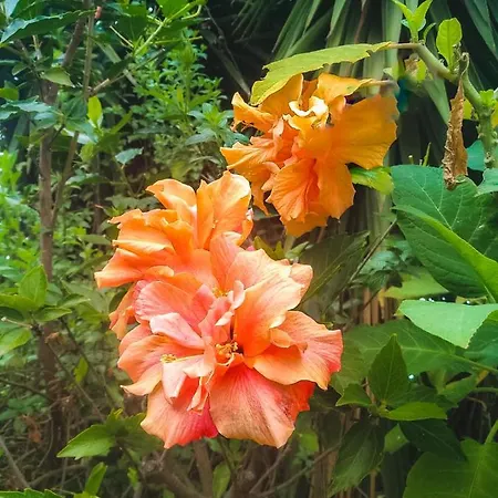 アパート With Huge Deck Nestled In Marvelous Gardens - Nidos *