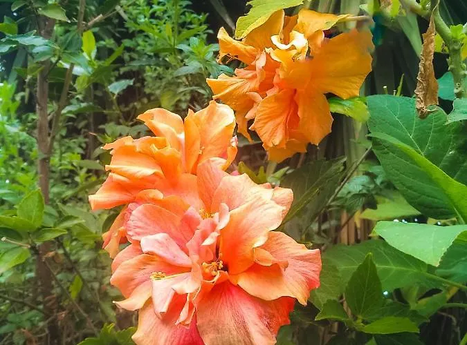 דירה With Huge Deck Nestled In Marvelous Gardens - Nidos *